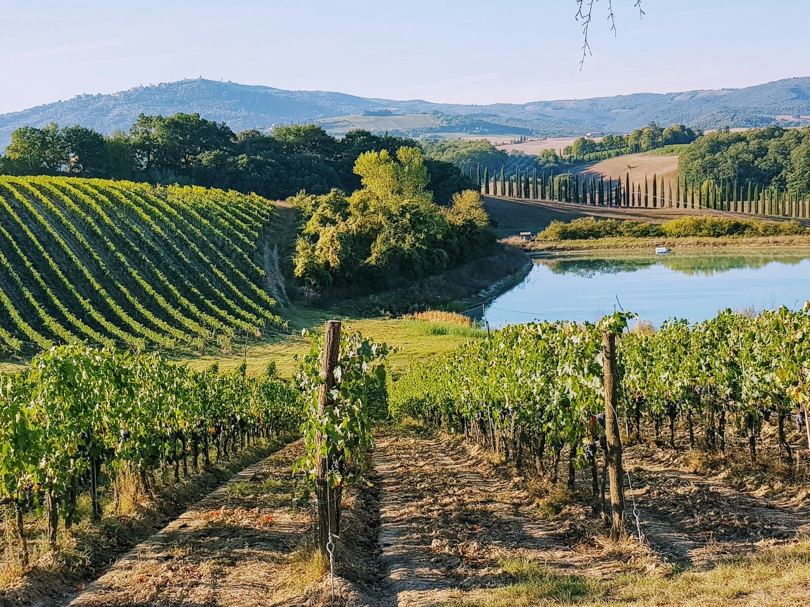 Rolling Tuscan vineyard with cypress trees and a lake in the distance